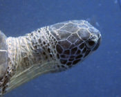 Green turtle, Kuredu Caves, Lhaviyani Atoll, Maldives. Image.