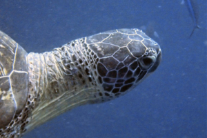 Lisa, green turtle, adopted for Lisa by Lisa Röhring. Green turtle, Kuredu Caves, Lhaviyani Atoll, Maldives. Image.