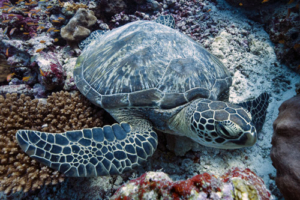 Googoo, green turtle, adopted for Carrie & Ivan Green turtle resting on the reef, Fushi Kandu, Laamu Atoll, Maldives. Image.