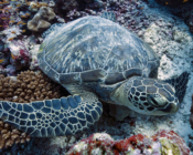 Green turtle resting on the reef, Fushi Kandu, Laamu Atoll, Maldives. Image.