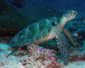 Name & Adopt a Turtle. Image.