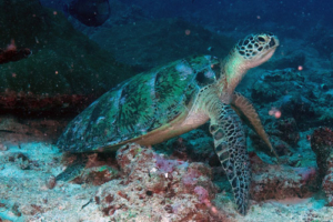 Calypso, green turtle, adopted by Kimberley Hurst for Pride Rock Blooms Name & Adopt a Turtle. Image.