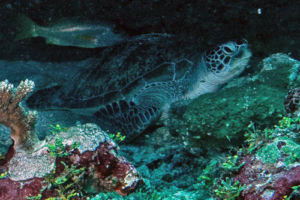 Bai Xiang Guo, green turtle, adopted for Xiao by Phuong Thao Nguyen Green turtle on the reef, Hithadhoo West, Laamu Atoll, Maldives. Image.