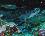 Green turtle on the reef, Hithadhoo West, Laamu Atoll, Maldives. Image.