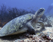 Green turtle resting on the reef, Fushifaru Thila, Lhaviyani, Maldives. Image.