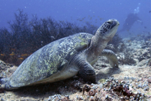 Herti Junior, green turtle, adopted by Herbert Ulf Green turtle resting on the reef, Fushifaru Thila, Lhaviyani, Maldives. Image.