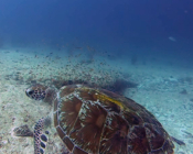 Green turtle, Kuredu Express, Lhaviyani, Maldives. Image.