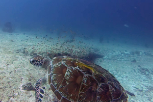 Yoshi, green turtle, adopted for Cynthia by Michael Lickert Green turtle, Kuredu Express, Lhaviyani, Maldives. Image.