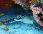 Green turtle, Wall, Lhaviyani Atoll, Maldives. Image.