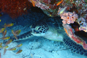 Lola, green turtle, adopted by The Zelin family Green turtle, Wall, Lhaviyani Atoll, Maldives. Image.