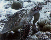 Green turtle, Peak Crossing Thila, Lhaviyani Atoll, Maldives. Image.