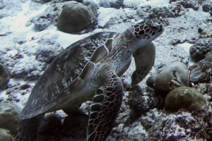 Sapphire, green turtle, adopted for by Lucy & Hira Maya Green turtle, Peak Crossing Thila, Lhaviyani Atoll, Maldives. Image.