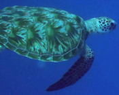 Green turtle swimming in the blue, Olhuveli Reef, Laamu Atoll, Maldives. Image.