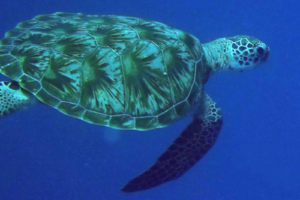 Birkus, green turtle, adopted for Kristin by Ole Christian Flaam Green turtle swimming in the blue, Olhuveli Reef, Laamu Atoll, Maldives. Image.