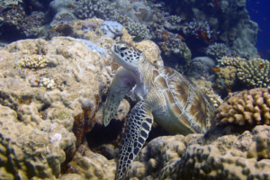 Ke'l Turtalis, green turtle, adopted for Mark Green turtle, Olhuveli Reef, Laamu Atoll, Maldives. Image.