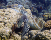 Green turtle, Olhuveli Reef, Laamu Atoll, Maldives. Image.