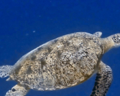 Green turtle, Olhuveli Point, Laamu Atoll, Maldives. Image.