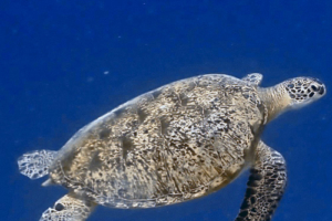 Piper Luchangco, green turtle, adopted by Sophie Luchangco Green turtle, Olhuveli Point, Laamu Atoll, Maldives. Image.
