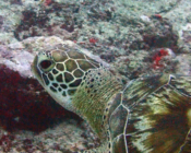 Green turtle, Hithadhoo Corner, Laamu Atoll Maldives Image.