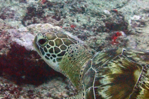 Cornelius, green turtle, adopted by Vanessa Tessier Green turtle, Hithadhoo Corner, Laamu Atoll Maldives Image.