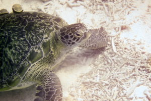 Kiwi, green turtle, adopted for Gabrielle by TJ Green turtle resting on the sea bed, Coral Garden, Laamu Atoll, Maldives. Image.