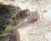 Green turtle resting on the sea bed, Coral Garden, Laamu Atoll, Maldives. Image.