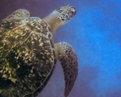 Green turtle, Coral Garden, Laamu Atoll, Maldives. Image.