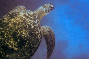 Ginger, green turtle, adopted for Katarzyna Green turtle, Coral Garden, Laamu Atoll, Maldives. Image.