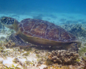Green turtle Olhuveli Seagrass Ab Laamu Atoll Maldives. Image.