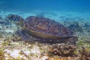 Dumbo, green turtle, adopted for Anki by Tommi Green turtle Olhuveli Seagrass Ab Laamu Atoll Maldives. Image.