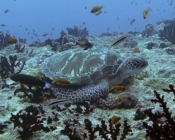Green turtle, Peak Crossing Thila, Lhaviyani Atoll, Maldives. Image.