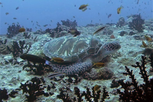 Liv, green turtle, adopted by Oliver Zens Green turtle, Peak Crossing Thila, Lhaviyani Atoll, Maldives. Image.