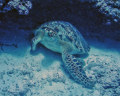 Green turtle on the sea floor, Shipyard, Lhaviyani, Atoll, Maldives. Image.
