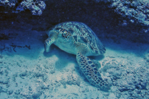 Balu, green turtle, adopted for Katharina Green turtle on the sea floor, Shipyard, Lhaviyani, Atoll, Maldives. Image.