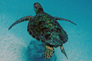 Mila Moon, green turtle, adopted by Suzy Green turtle, Kuredu Corner, Lhaviyani Atoll, Maldives. Image.