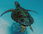 Green turtle, Kuredu Corner, Lhaviyani Atoll, Maldives. Image.