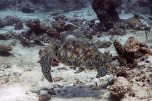 Mayol, green turtle, adopted for Ran by Delia Green turtle, Hithadhoo Corner, Laamu Atoll, Maldives. Image.