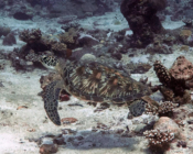 Green turtle, Hithadhoo Corner, Laamu Atoll, Maldives. Image.