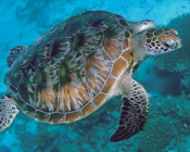 Green turtle Olhuveli Point, Laamu Atoll, Maldives. Image.