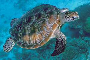 Michele, green turtle, adopted for Warren by Erin Green turtle Olhuveli Point, Laamu Atoll, Maldives. Image.