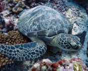 Green turtle resting on colourful reef, Fushi Kandu, Laamu Atoll, Maldives. Image.