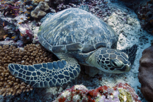 Faune, green turtle, adopted for Faune by Alexander Green turtle resting on colourful reef, Fushi Kandu, Laamu Atoll, Maldives. Image.