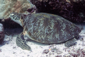 Thomas Ward, green turtle, adopted Green turtle, Fushi Kandu, Laamu Atoll, Maldives. Image.