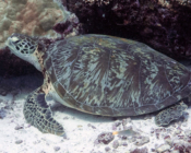 Green turtle, Fushi Kandu, Laamu Atoll, Maldives. Image.