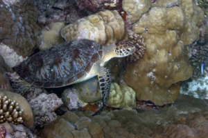 Rocka, green turtle, adopted for Siri by Ruth Green turtle, Olhuveli Reef, Laamu Atoll, Maldives. Image.