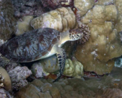 Green turtle, Olhuveli Reef, Laamu Atoll, Maldives. Image.