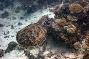 Schoki, green turtle, adopted for Lenja by Ruth Green turtle, Olhuveli Reef, Laamu Atoll, Maldives. Image.