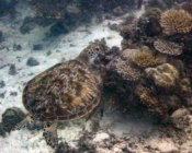 Green turtle, Olhuveli Reef, Laamu Atoll, Maldives. Image.