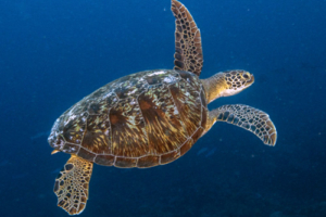 Kai, green turtles, adopted for Megan bu Diane Green turtle, Fonadhoo Pipe, Laamu Atoll, Maldives. Image.