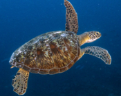 Green turtle, Fonadhoo Pipe, Laamu Atoll, Maldives. Image.